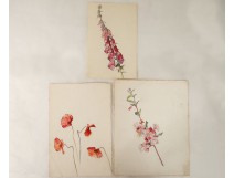 Lot 3 aquarelles fleur coquelicot digitale école arts décoratifs XXème